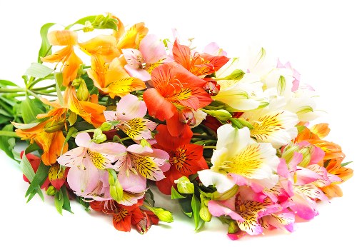 Wide selection of Mother's Day flower arrangements displayed